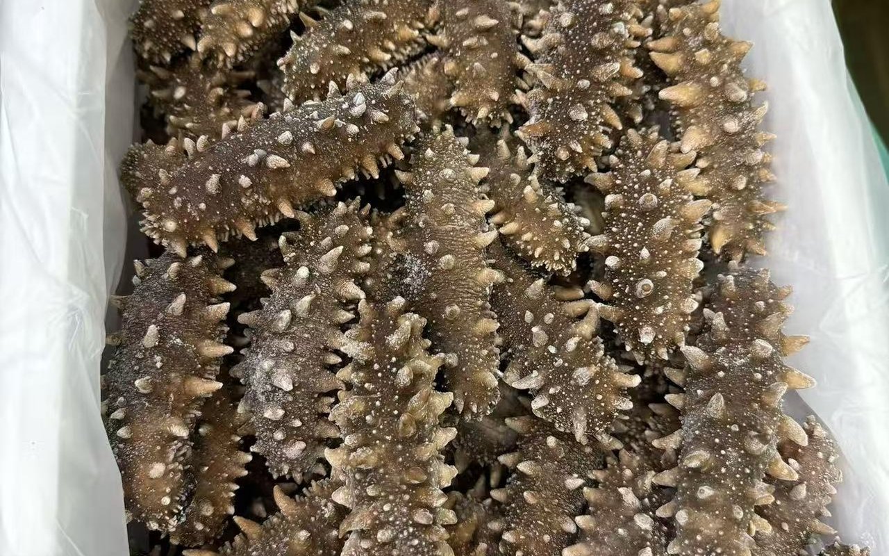 济南即食海参实拍图
